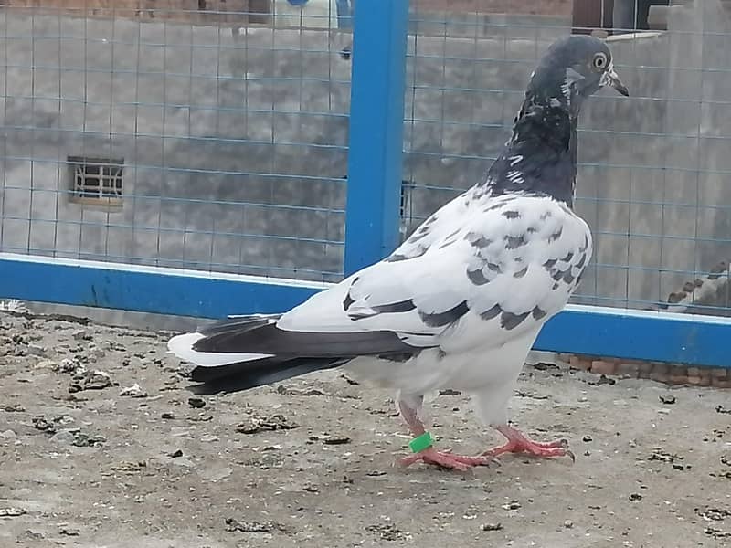 فیروزپوری، ٹیڈی،گولڈن،سادھنا بریڈ کے پٹھے پٹھیاں 7