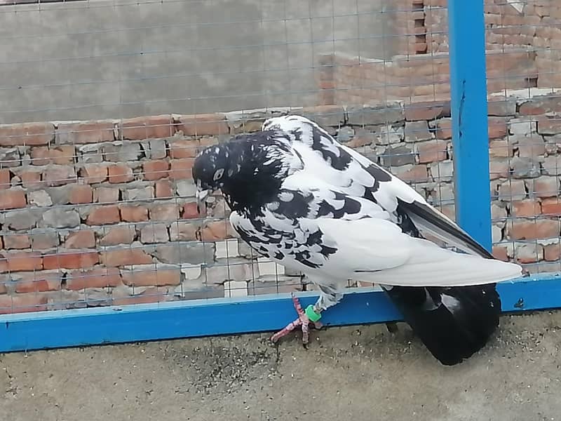 فیروزپوری، ٹیڈی،گولڈن،سادھنا بریڈ کے پٹھے پٹھیاں 9