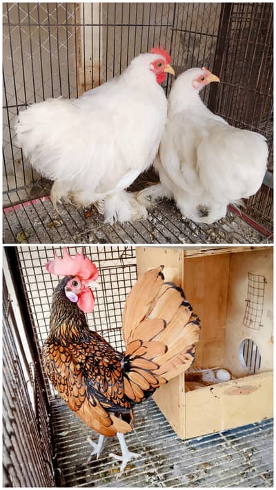 white bantam and golden sebright