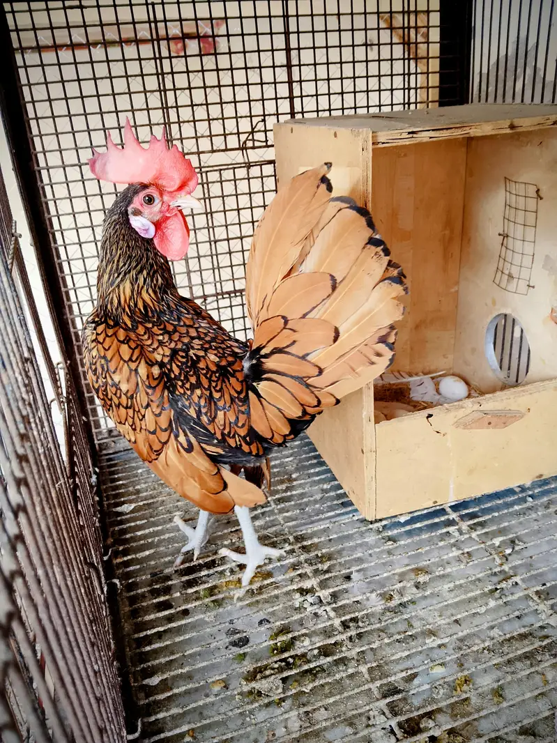 white bantam and golden sebright — photo 2