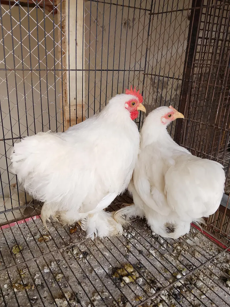 white bantam and golden sebright — photo 3