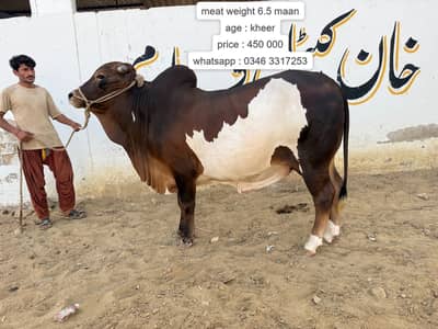 Bull | Bachra sale | desi bachre | Ablak | Palai Service | Cholistani