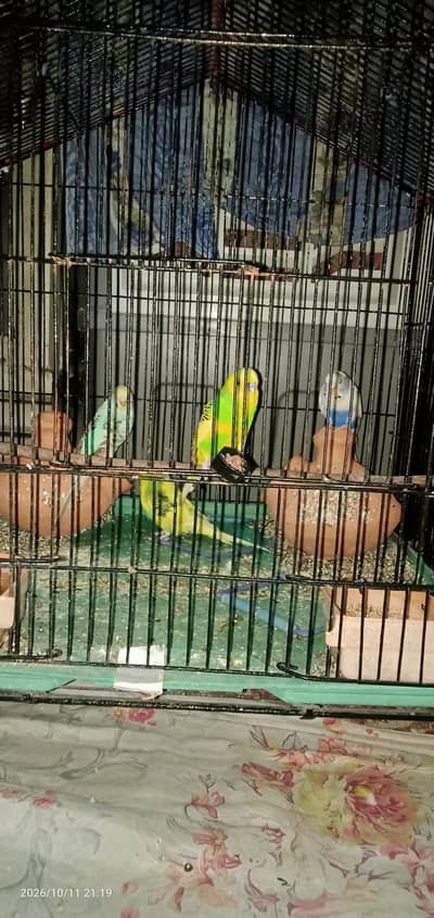 bird's for sell