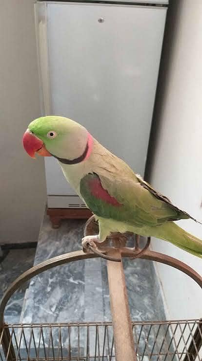 Raw Parrot 0