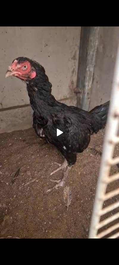 Aseel, Lasani Aseel, quality aseel, black aseel ,aseel hen