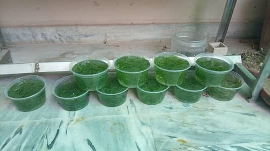 Aquarium Plants Guppy Grass 10 Stems