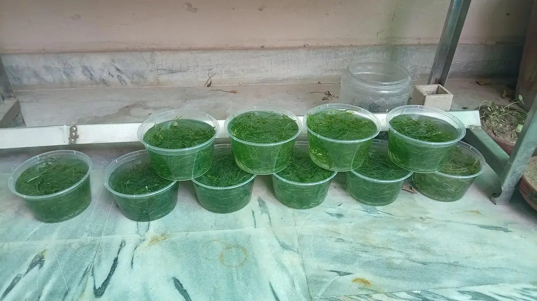 Aquarium Plants Guppy Grass 10 Stems
