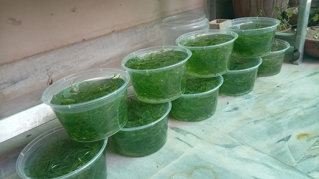 Aquarium Plants Guppy Grass 10 Stems — photo 2