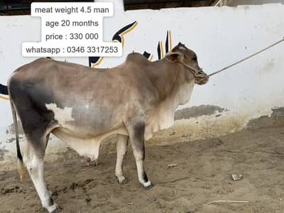 Desi Bachra | Gulabi bachra | Ablak | Palai Service | Cholistani Bull