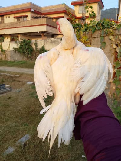 Aseel bird