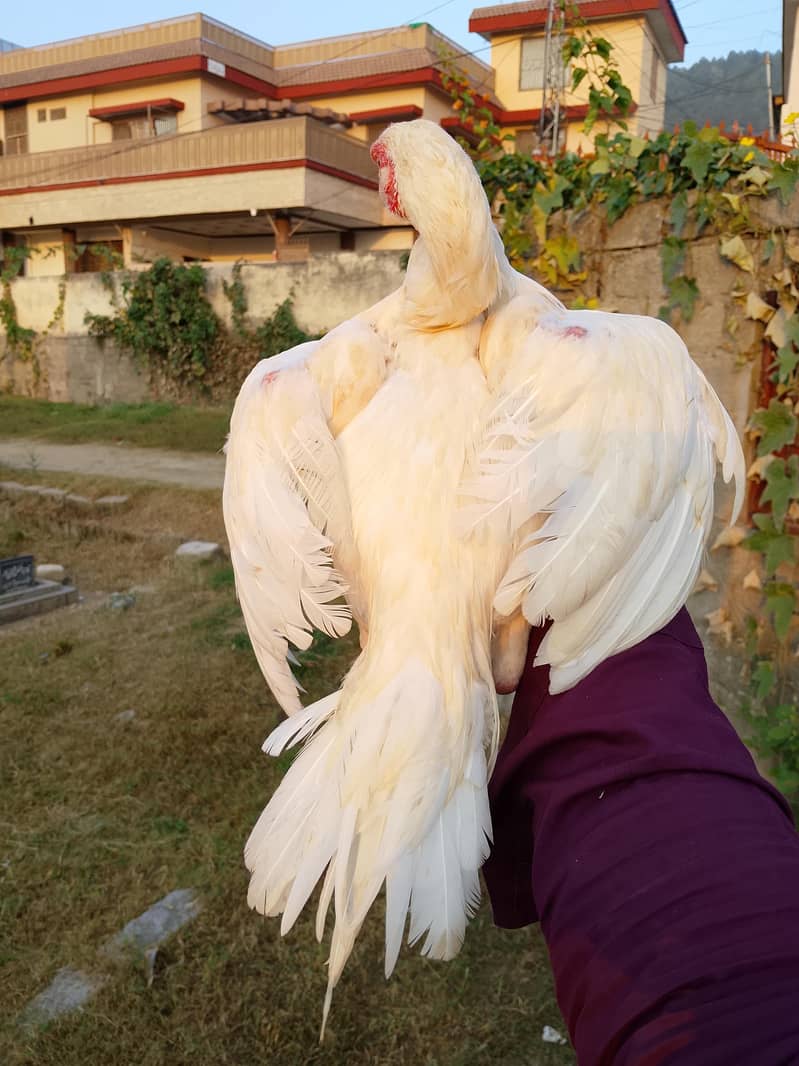 Aseel bird 0