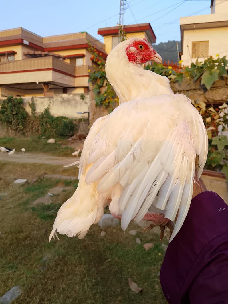 Aseel bird 1