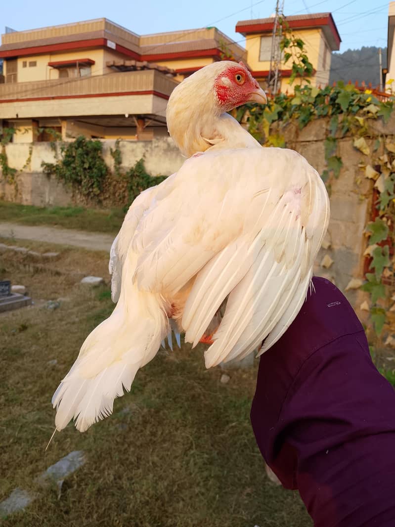 Aseel bird 2