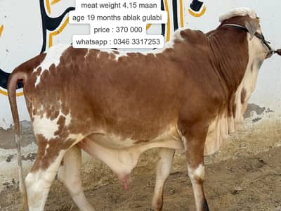 Desi Bachra | Kheera bachra | Ablak | Palai Service | Cholistani Bull
