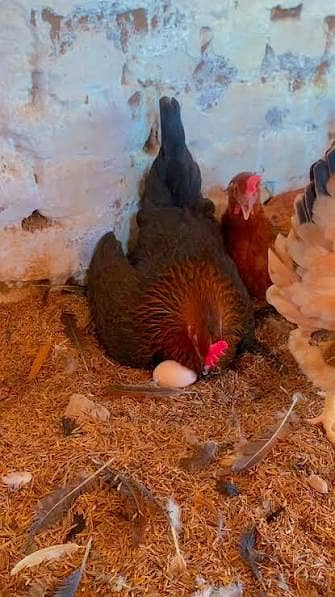 golden misri | eggs laying hens| anday wali murgi |desi hens | read ad