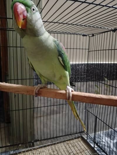 Raw female full active hai ready to breed hai bolti bu hai