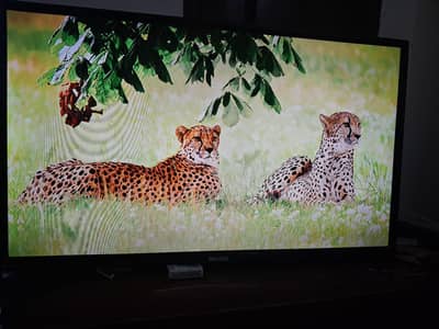 orient 32inch orginal led 0344-8502692