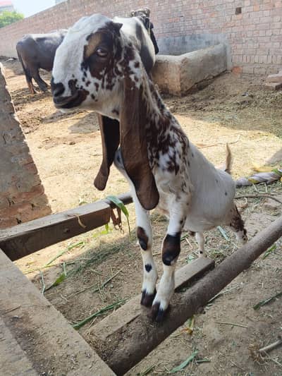 Bakra / Goat for sale in Lahore