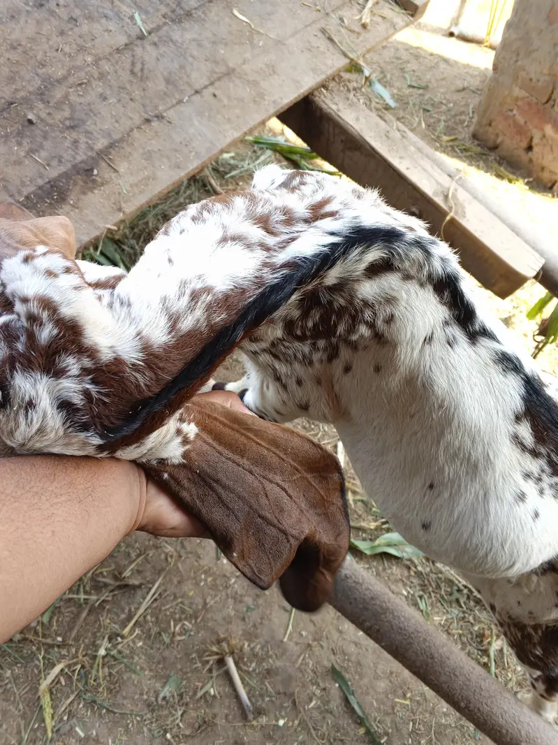 Bakra / Goat for sale in Lahore — photo 2