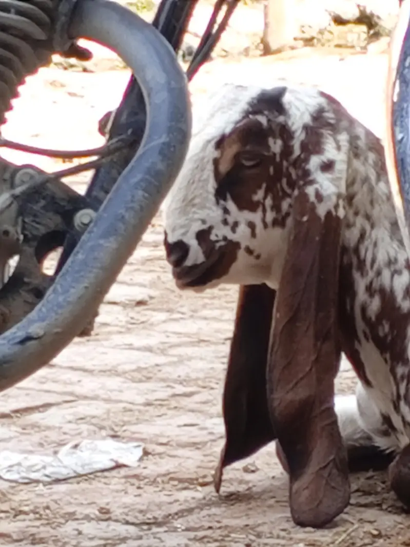 Bakra / Goat for sale in Lahore — photo 3