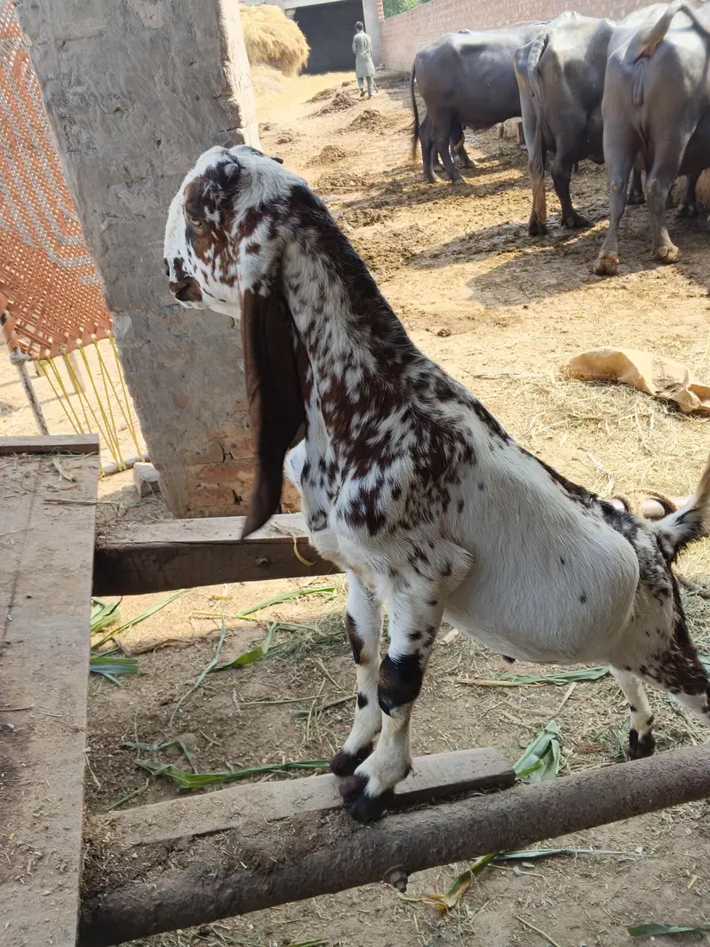 Bakra / Goat for sale in Lahore — photo 4