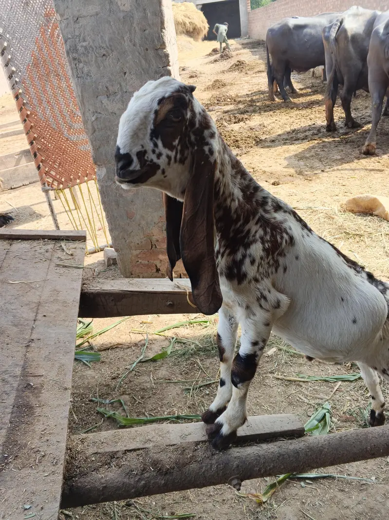Bakra / Goat for sale in Lahore — photo 5