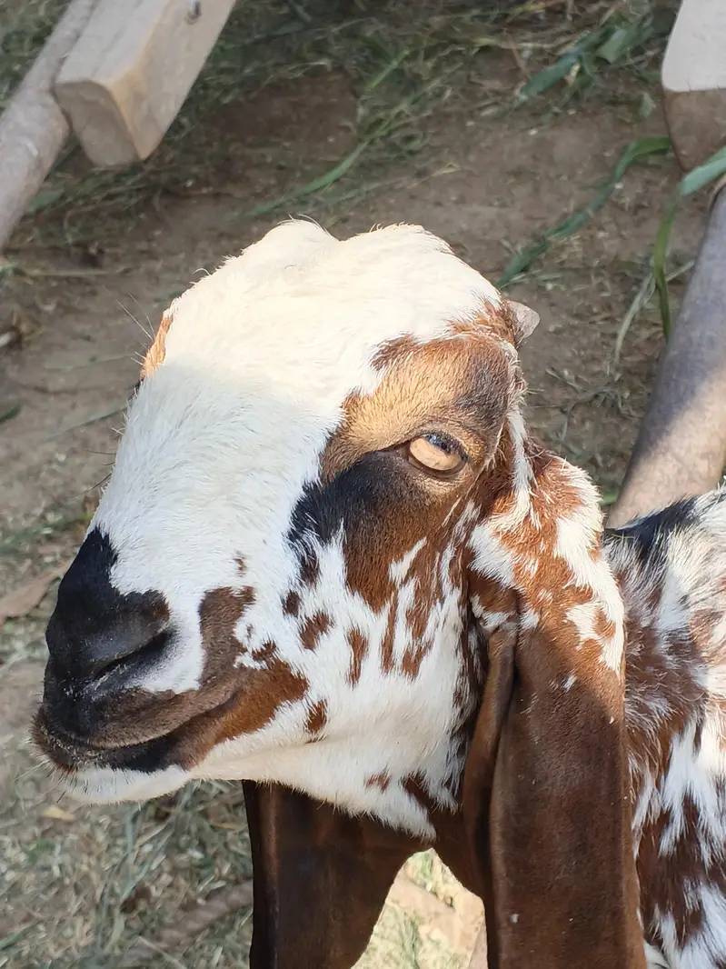 Bakra / Goat for sale in Lahore — photo 6