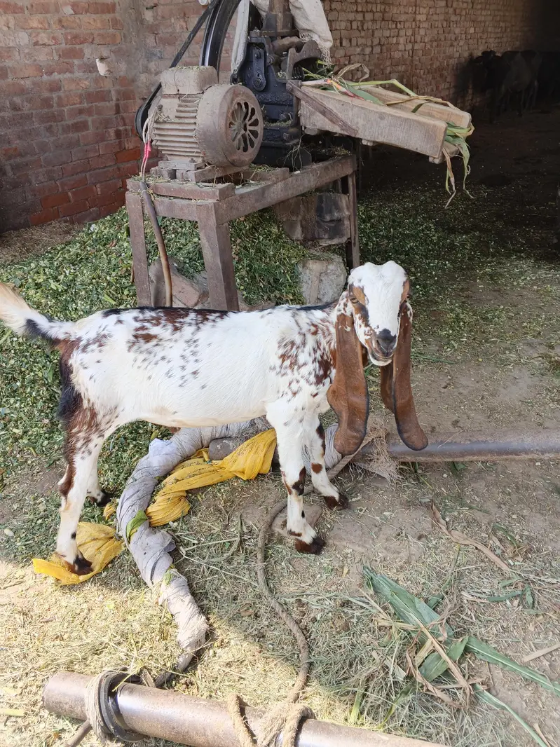 Bakra / Goat for sale in Lahore — photo 8