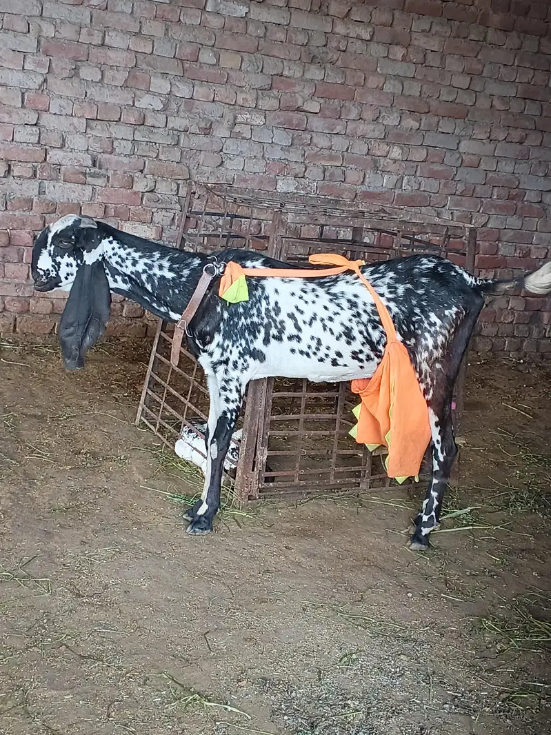 Bakra / Goat for sale in Lahore — photo 9
