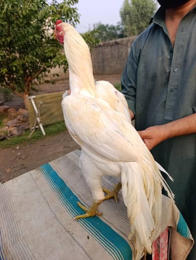 Indian parrot beak male