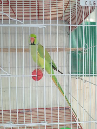breeder male
