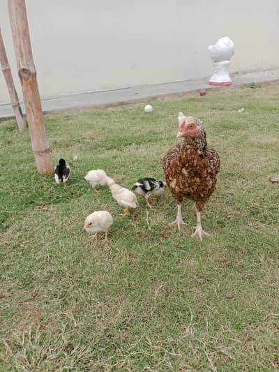 7 chicks fully active
