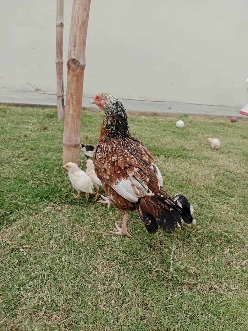 7 chicks fully active 1