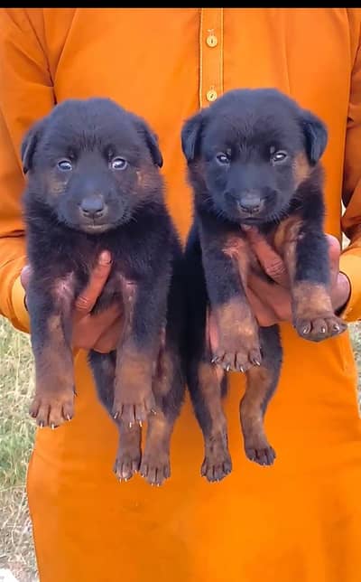 Black German Shepherd Pair | GSD | German Shepherd Double  coat pupy