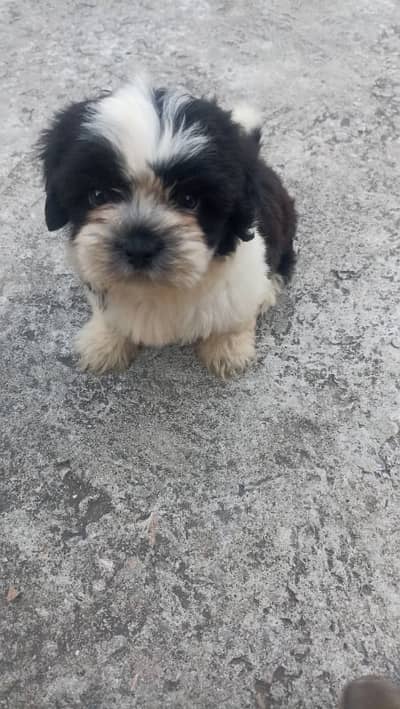 Shihtzu female, 2 months price negotiable exchange