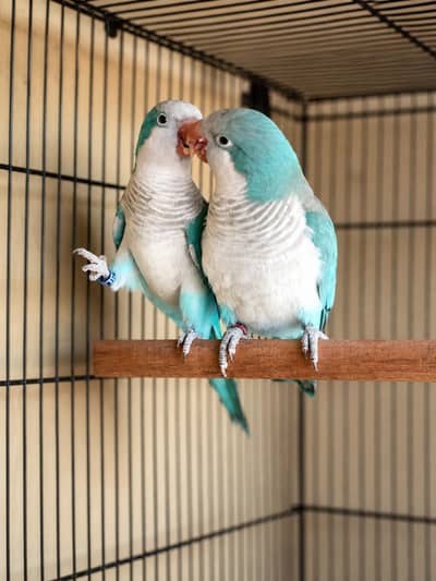Blue Monk Breeder Pair Sale