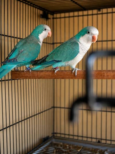 Blue Monk Breeder Pair Sale