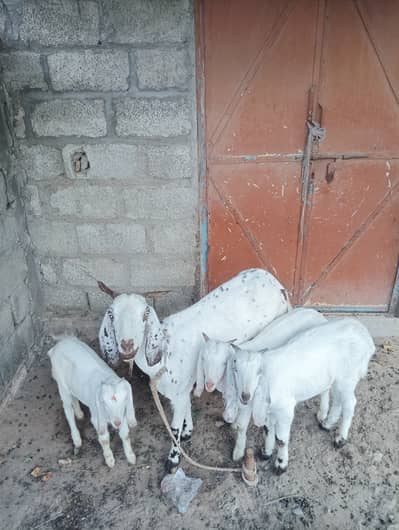 Pure Gulabi Teddy Cross Path (5 Month) - Triplet Record Line