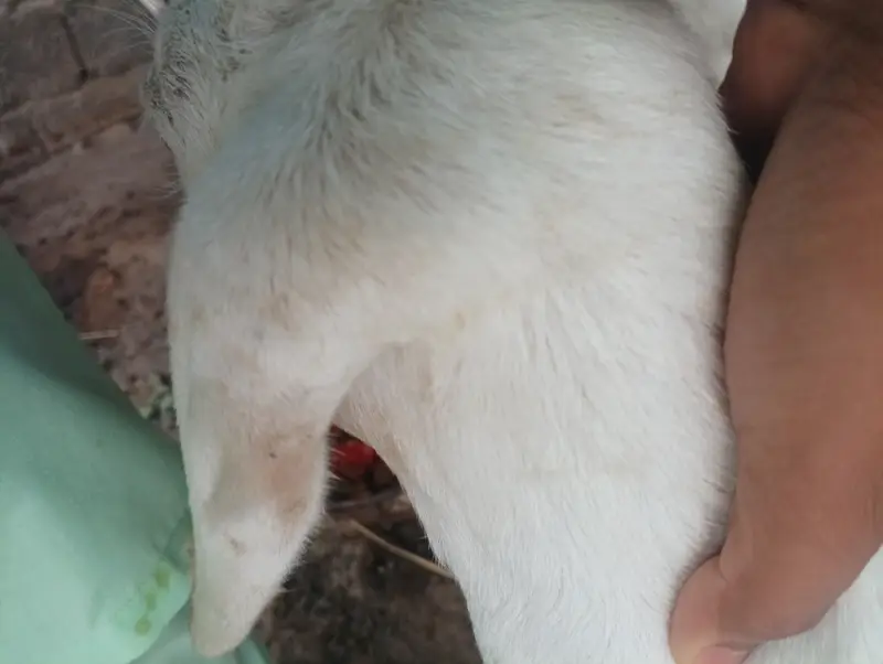 Pure Gulabi Teddy Cross Path (5 Month) - Triplet Record Line — photo 3