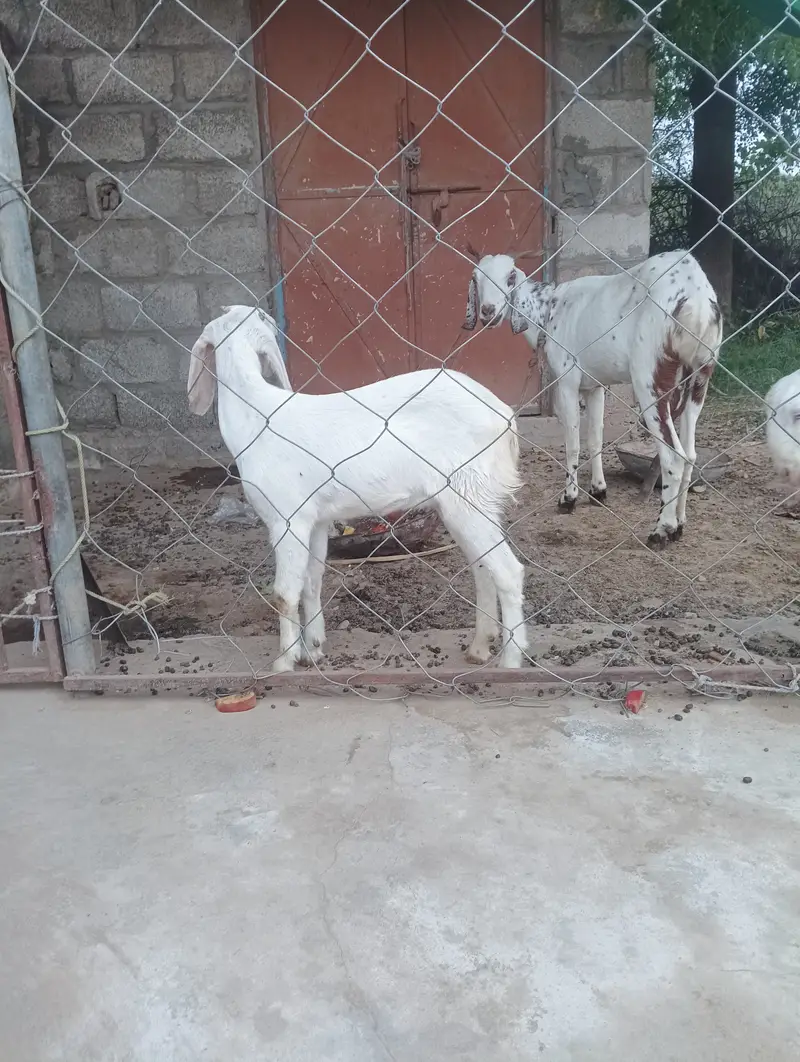 Pure Gulabi Teddy Cross Path (5 Month) - Triplet Record Line — photo 4