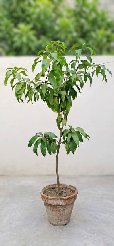 Large Potted Mango Tree (8–12 ft) for Sale – Mughalpura, Lahore