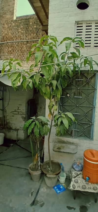 Large Potted Mango Tree (8–12 ft) for Sale – Mughalpura, Lahore