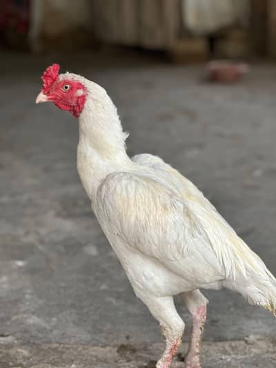 Aseel Heera Male for Sale