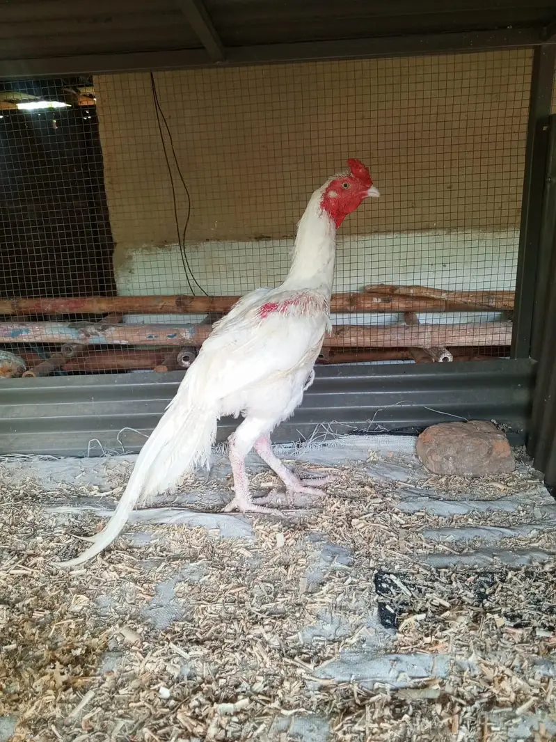 Aseel Heera Male for Sale — photo 2