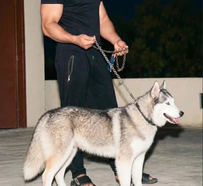 Husky | Siberian Husky | Wolly Coat Siberian Husky | Odd Eyes Husky