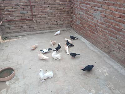 15 mix pigons for sale in multan