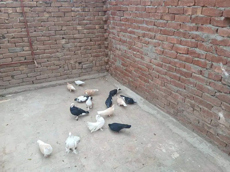15 mix pigons for sale in multan — photo 2