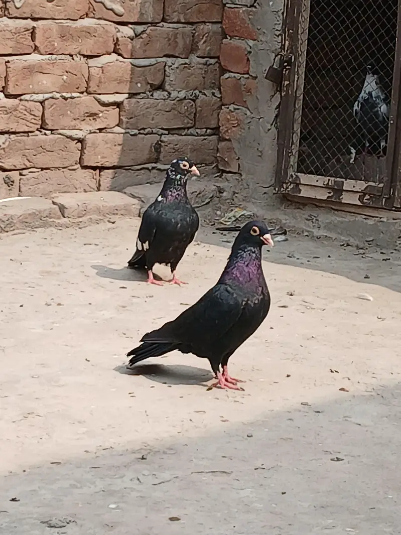 15 mix pigons for sale in multan — photo 3