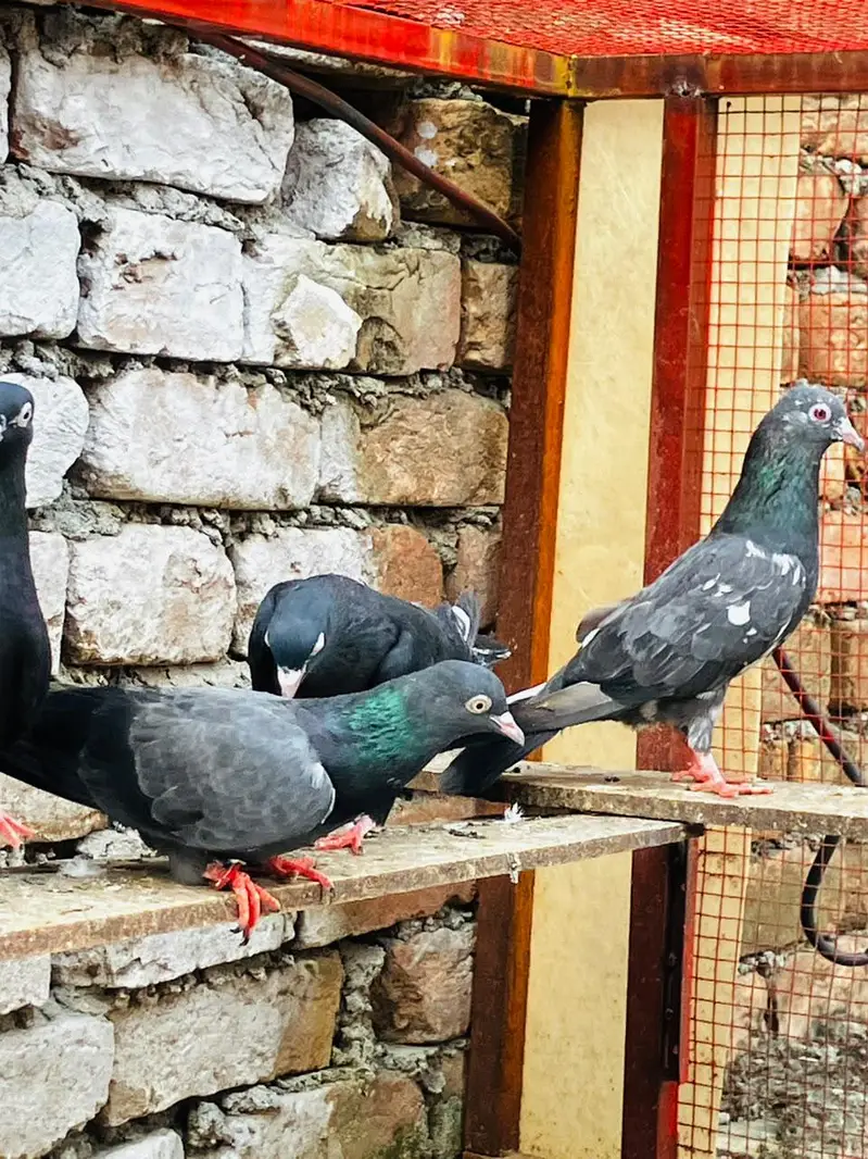 Pigions — photo 3