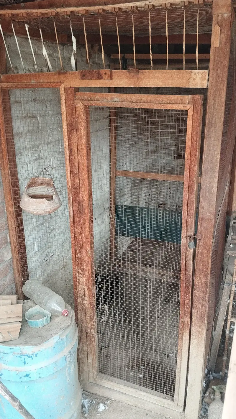 3 cages for birds & hens — photo 5